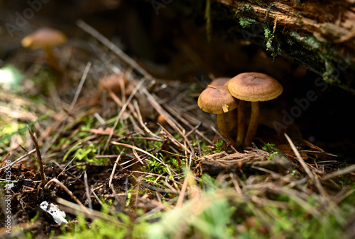 Small brown mushrooms have grown in the forest near a fallen, decaying tree trunk on the ground covered with dry leaves and needles. Close-up.