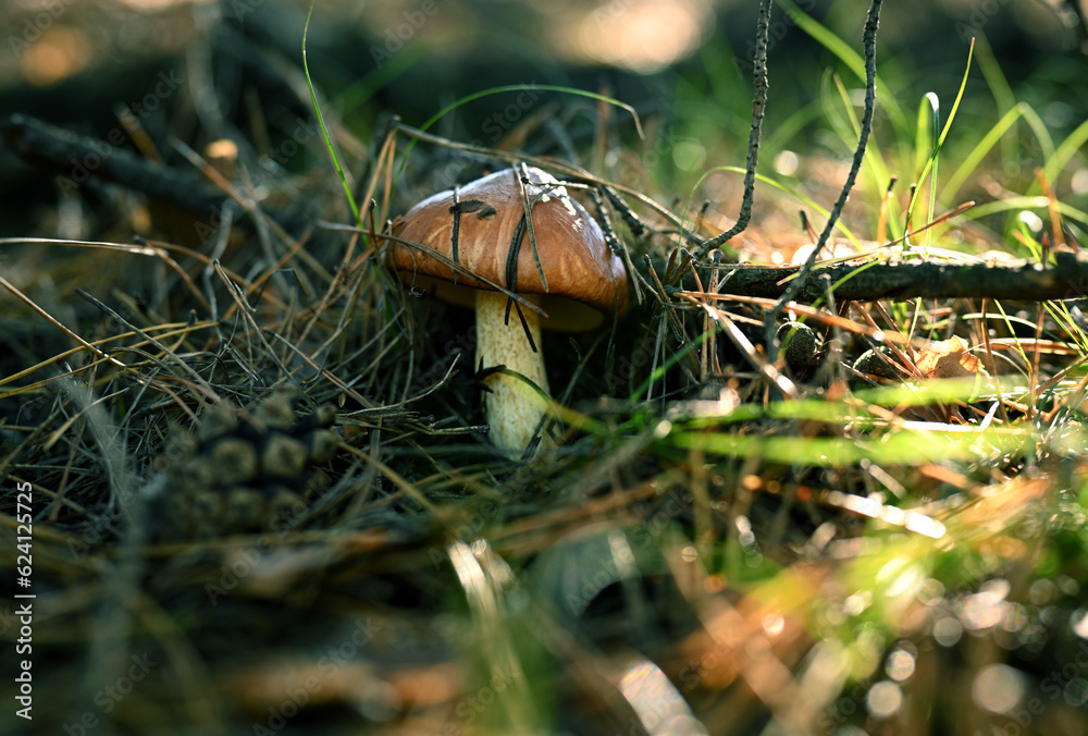 One boletus mushroom has grown from under the coniferous litter in the summer forest. The boletus is close-up with a brown, young cap and yellow underside. One boletus mushroom has grown from under the coniferous litter in the summer forest. The boletus is close-up with a brown, young cap and yellow underside.