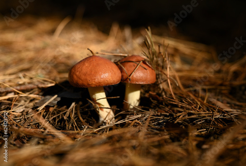 Two boletus mushrooms have grown from under the coniferous litter in the summer forest. The boletus are close-up with brown, young caps and yellow undersides.