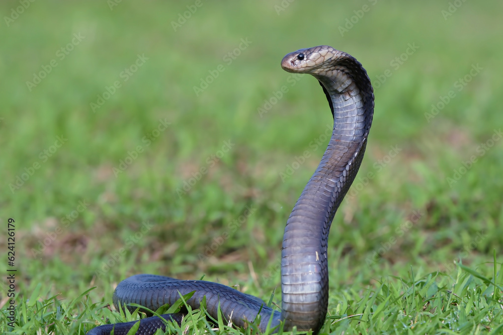 Fototapeta premium Javanese spitting cobra on a grassland