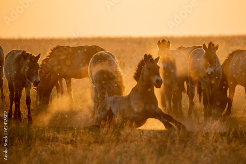 Wild Przewalski s horses. A rare and endangered species originally native to the steppes of Central Asia. Reintroduced at the steppes of South Ural. Sunset  golden hour