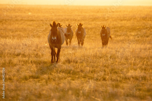 Wild Przewalski's horses. A rare and endangered species originally native to the steppes of Central Asia. Reintroduced at the steppes of South Ural. Sunset, golden hour