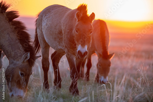 Billede på lærred Wild Przewalski's horses