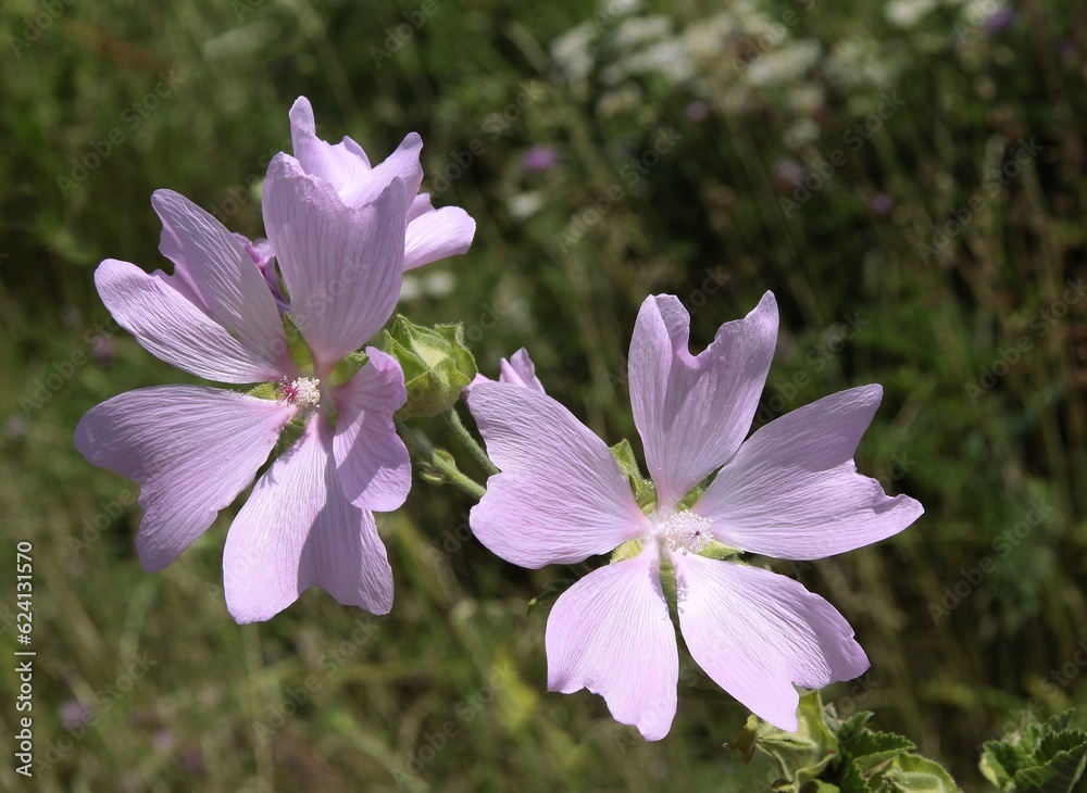 pink flowers of malva moschata plant close up pink flowers of malva moschata plant close up