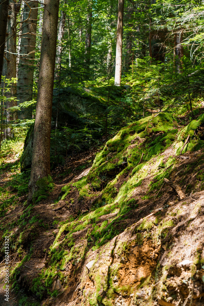 Mountain landscape. Green moss in the mountain forest Mountain landscape. Green moss in the mountain forest
