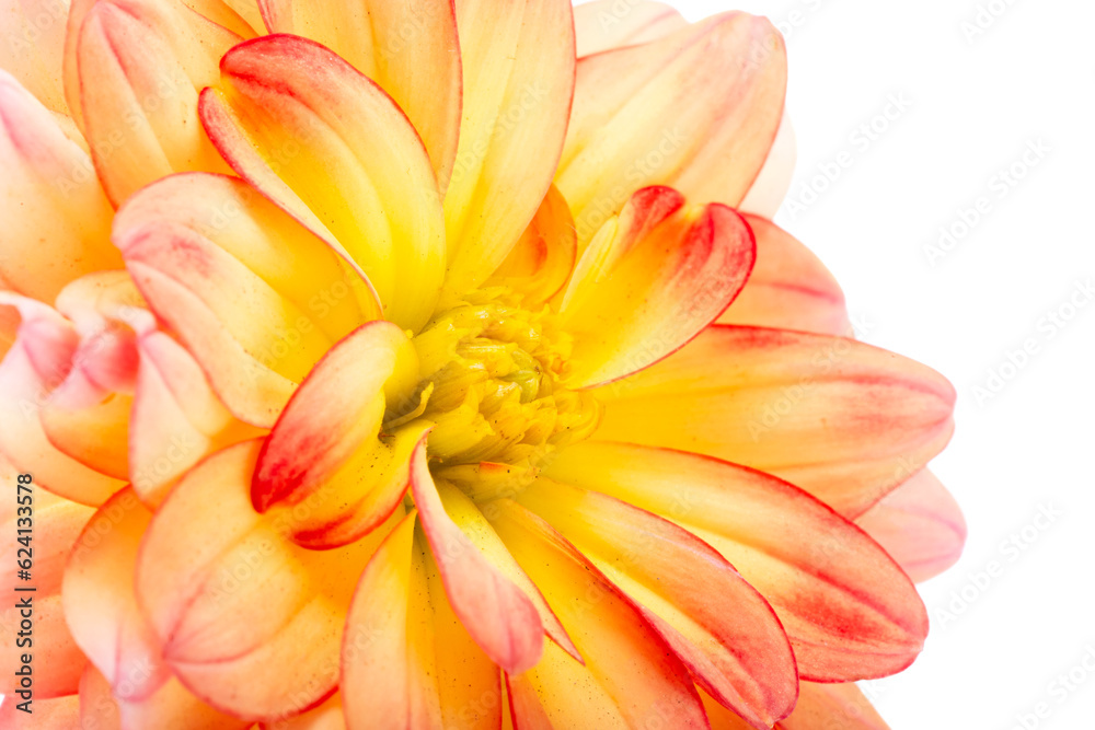 dahlia isolated dahlia isolated