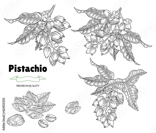 Pistachio nuts set. Hand drawn pistachio tree branch with nuts and leaves. Vector illustration in vintage sketch style.