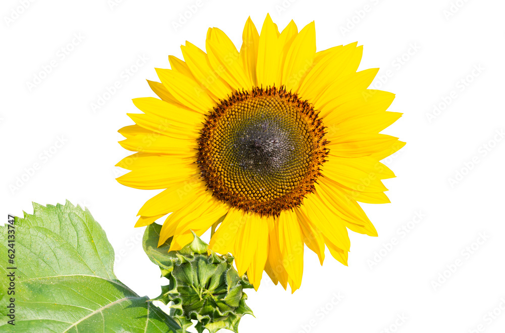 Obraz premium sunflower isolated