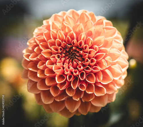 orange dahlia flower