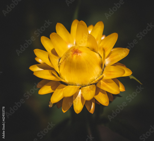 yellow flower on black