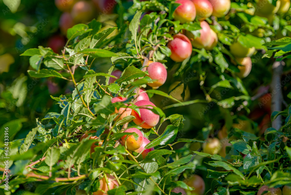 branch with cherry plum branch with cherry plum