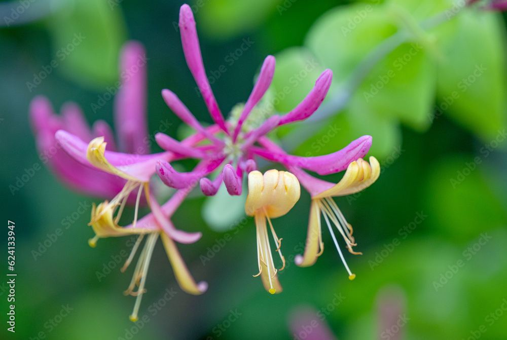 Fototapeta premium blooming honeysuckle close up in summer