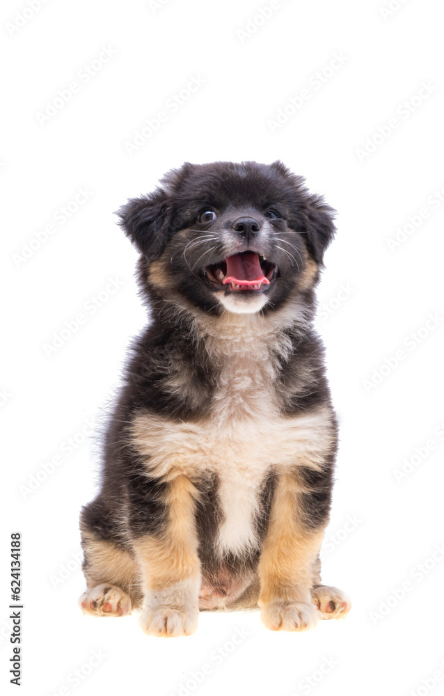 puppy isolated puppy isolated