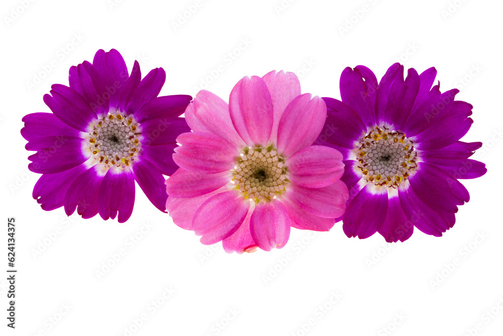cineraria flower isolated cineraria flower isolated