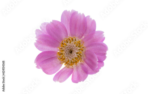 cineraria flower isolated