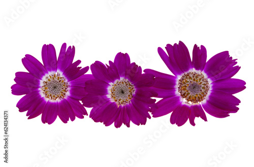 cineraria flower isolated