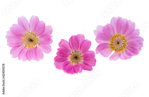 cineraria flower isolated