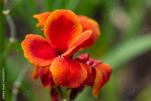 Red and yellow flower