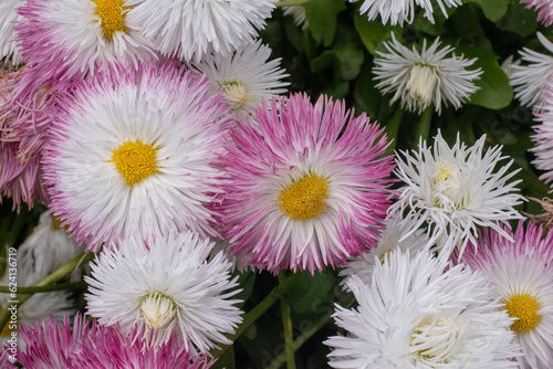 Daisies in a field up Close