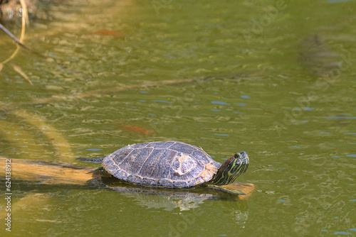 A red-eared tortoise with its head up is basking in the bright sun on a log in a pond. Red markings are visible on the turtle's head. Close-up.