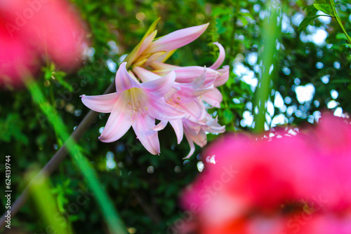 pink flower in the garden