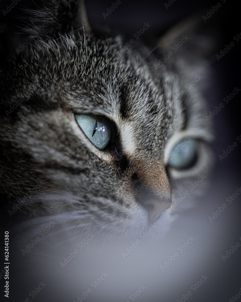 black portrait