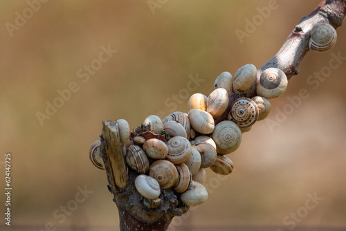 Fotografía close up of snails estivating on a branch