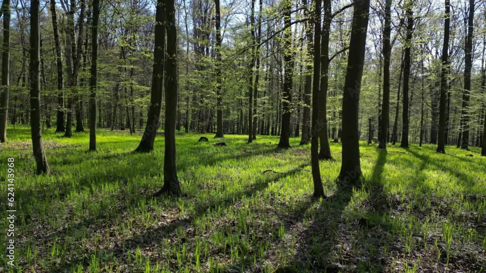 Moving in spring forest. Trees with shadows and sunshine, green wood, 4k Moving in spring forest. Trees with shadows and sunshine, green wood, 4k