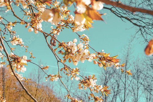 Fall Foliage with Blossoming Tree and Tranquil Sky photo