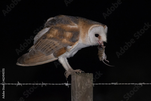 Tyto alba photo