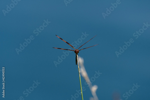 Head-on view of a beautiful, orange and brown Halloween Pennant dragonfly perched on a green stem growing on the shore of a blue pond.
