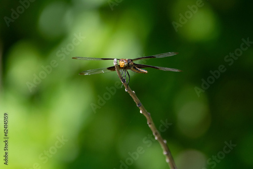 Head on view of a Widow Skimmer dragonfly clinging to a small stick and looking like an airplane ready to take off.
