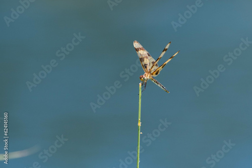 A beautiful, orange and brown Halloween Pennant dragonfly perched on a stick with its translucent wings glistening in the sunlight.