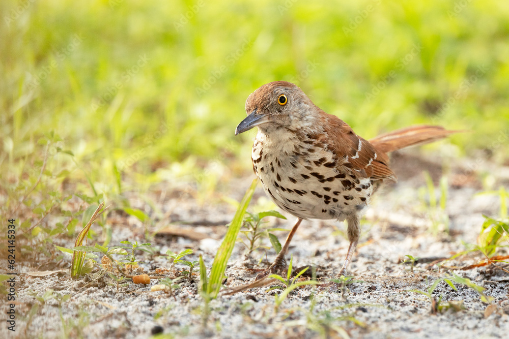 A brown thrasher (Toxostoma rufum) a common but secretive bird, in Sarasota, Florida A brown thrasher (Toxostoma rufum) a common but secretive bird, in Sarasota, Florida
