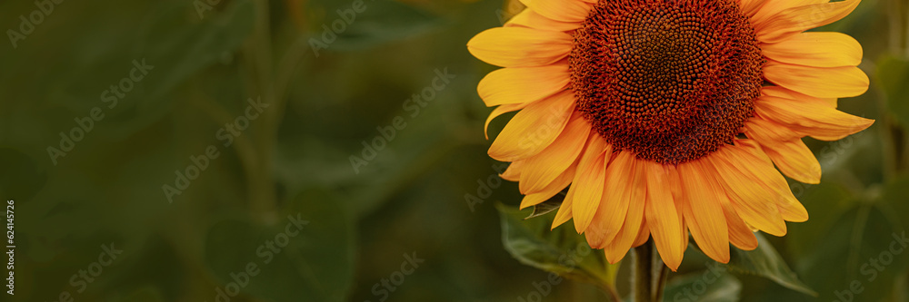 Beautiful panoramic view of the field of sunflowers in the summer. Sunflowers grow in a large field. Long rows of a beautiful yellow sunflower in a field under a blue sky. Banner with copy space. Beautiful panoramic view of the field of sunflowers in the summer. Sunflowers grow in a large field. Long rows of a beautiful yellow sunflower in a field under a blue sky. Banner with copy space.