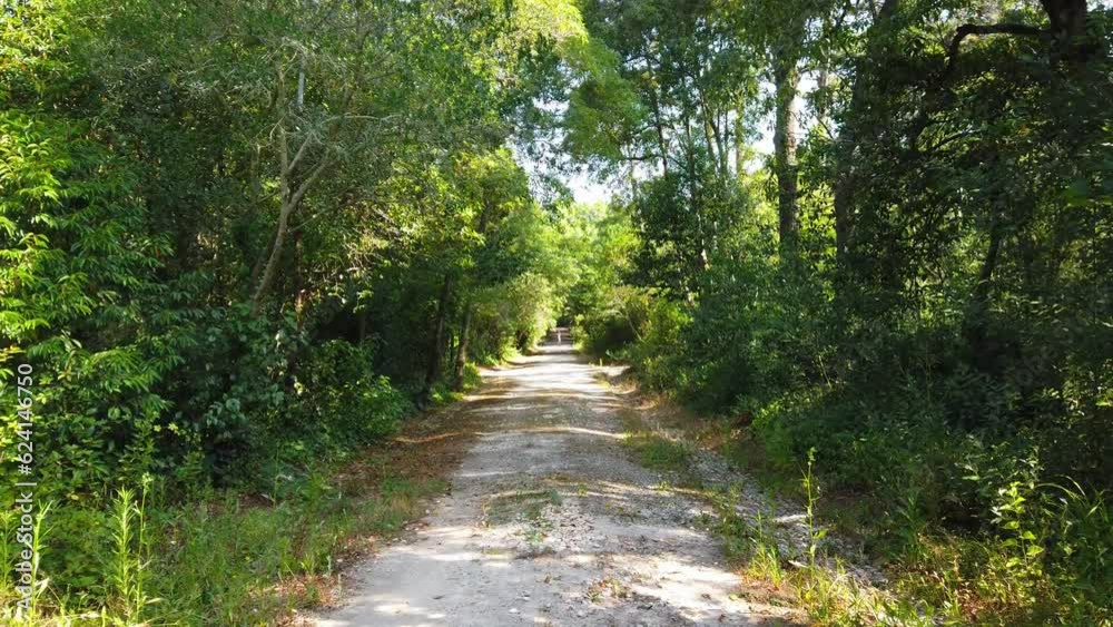 Walking in an beautiful path in a forest surrounded by trees.