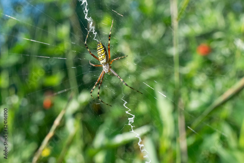 A large spider sits on a web in the grass