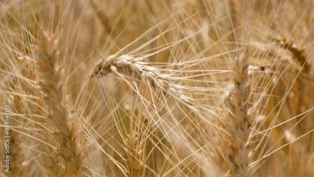 Golden spikelets of ripe wheat in the middle of a field of ripe wheat gently sway in the wind. Wheat harvesting Golden spikelets of ripe wheat in the middle of a field of ripe wheat gently sway in the wind. Wheat harvesting