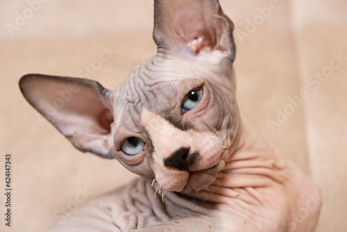 A large portrait of a 3-month-old Canadian Sphynx kitten on a beige background.