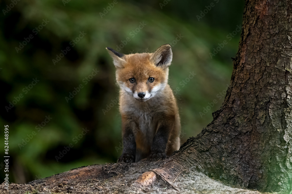 Fox kit in the forest, near its burrow