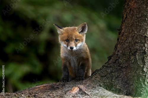Fox kit in the forest, near its burrow © Erik Mandre