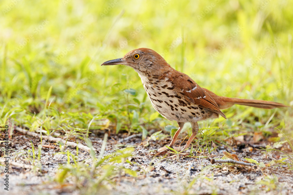 A brown thrasher (Toxostoma rufum) a common but secretive bird, in Sarasota, Florida A brown thrasher (Toxostoma rufum) a common but secretive bird, in Sarasota, Florida