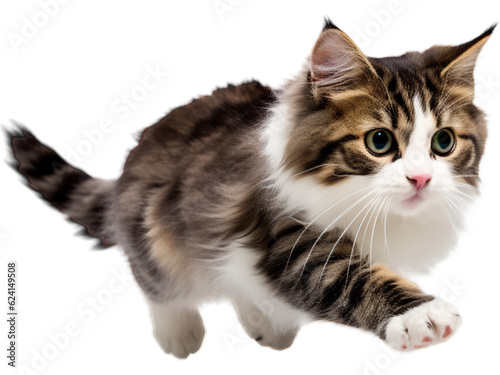 Playful Manx Cat - Transparent Background