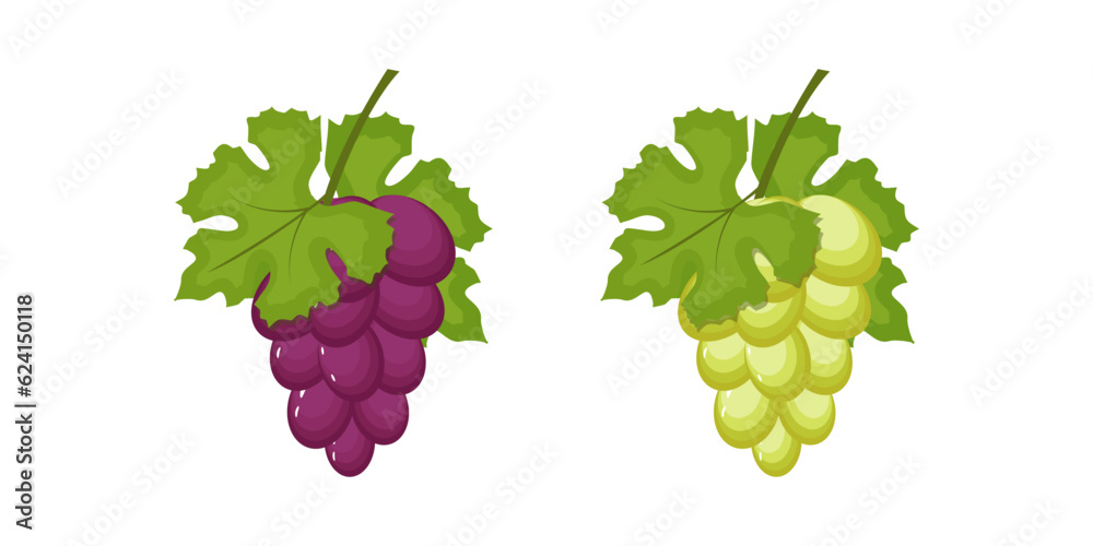 vector purple and green grapes illustration