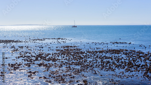 Yacht Sailing Ocean Horizon Silhouetted Shoreline Seaweed Kelp Blue Landscape.