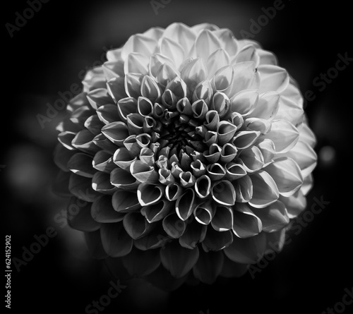 black and white flower