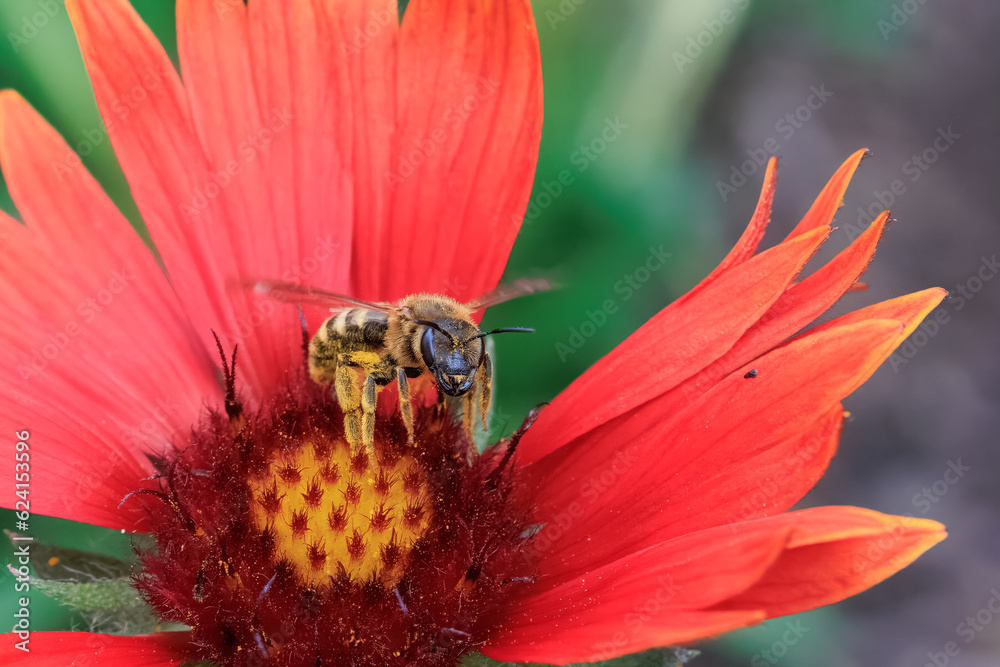Biene an einer Großblumigen Kokadenblume Biene an einer Großblumigen Kokadenblume