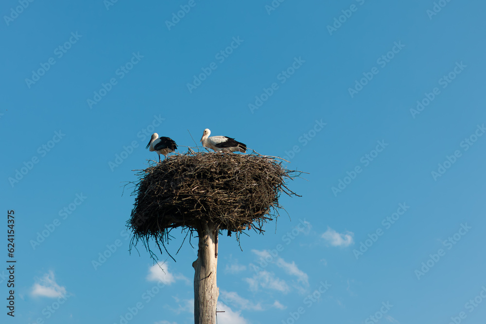 Fototapeta premium two storks in the nest against the background of the blue sky, hatching eggs.couple of storks in the nest.storks in nature.environmental protection.wild birds.chick care.bird migration. Ukraine. birdy