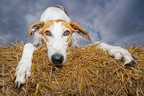 Dog play bow 