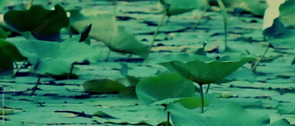 the leaves of lotus plant in freshwater pond are being blown by the wind the leaves of lotus plant in freshwater pond are being blown by the wind